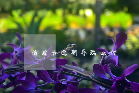 信用卡逾期导致止付