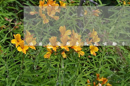 信用卡逾期导致花呗都不能用 信用卡逾期导致花呗都不能用