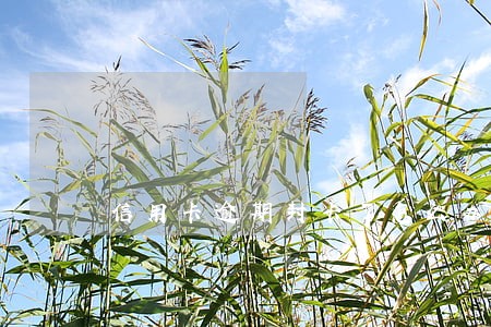 信用卡逾期封卡了怎么办 信用卡逾期封卡了怎么办