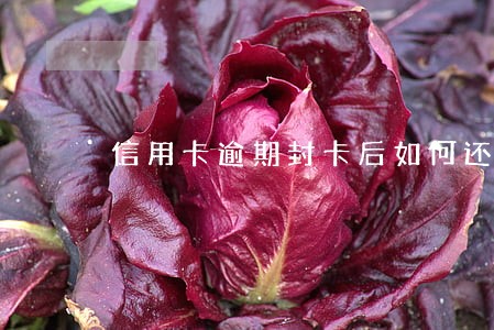 信用卡逾期封卡后如何还款 信用卡逾期封卡后如何还款