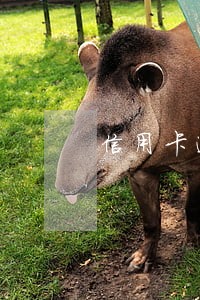 信用卡逾期封卡怎么养