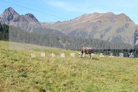 信用卡逾期封卡怎么激活 信用卡逾期封卡怎么激活