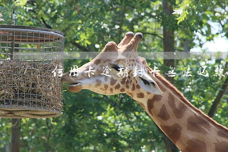 信用卡逾期封卡无法还款怎么办 信用卡逾期封卡无法还款怎么办