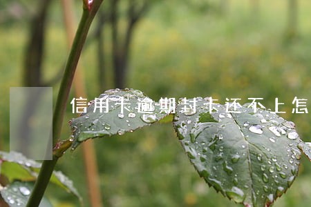 信用卡逾期封卡还不上怎么办 信用卡逾期封卡还不上怎么办