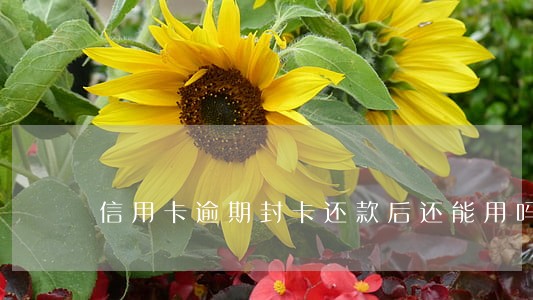 信用卡逾期封卡还款后还能用吗 信用卡逾期封卡还款后还能用吗