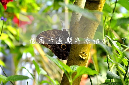 信用卡逾期将冻结我名下所以 信用卡逾期将冻结我名下所以