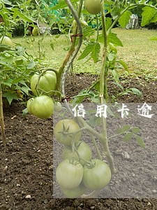 信用卡逾期将来孩子上户口 信用卡逾期将来孩子上户口