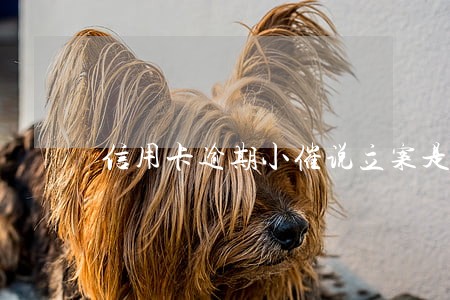 信用卡逾期小催说立案是真的吗 信用卡逾期小催说立案是真的吗
