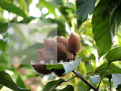 信用卡逾期小贷 信用卡逾期小贷
