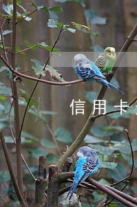 信用卡逾期小贷黑户 信用卡逾期小贷黑户