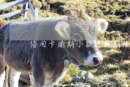 信用卡逾期小额还款期限 信用卡逾期小额还款期限