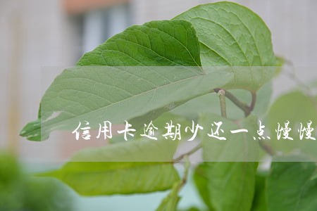 信用卡逾期少还一点慢慢还可以吗 信用卡逾期少还一点慢慢还可以吗
