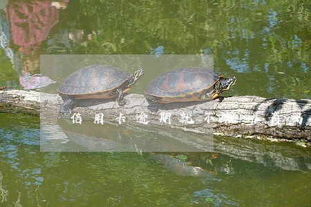 信用卡逾期就不能协商吗 信用卡逾期就不能协商吗