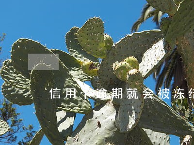 信用卡逾期就会被冻结吗