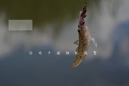 信用卡逾期就报警