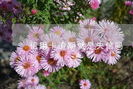 信用卡逾期就是失信吗 信用卡逾期就是失信吗