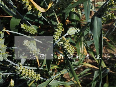 信用卡逾期就是征信不良吗 信用卡逾期就是征信不良吗