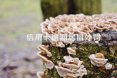 信用卡逾期居留处罚 信用卡逾期居留处罚