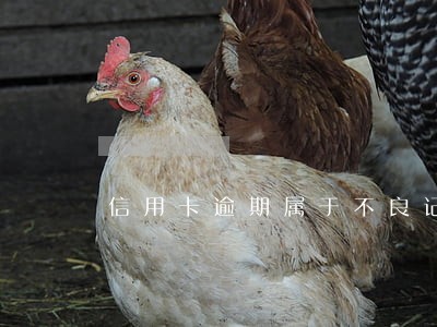 信用卡逾期属于不良记录 信用卡逾期属于不良记录
