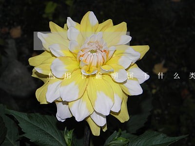 信用卡逾期属于什么类型案件