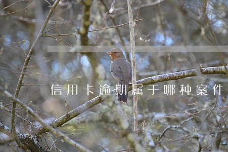 信用卡逾期属于哪种案件 信用卡逾期属于哪种案件