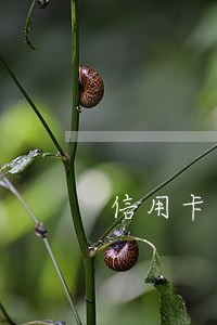 信用卡逾期属于拖欠贷款吗 信用卡逾期属于拖欠贷款吗