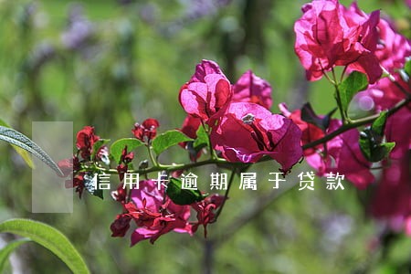 信用卡逾期属于贷款 信用卡逾期属于贷款