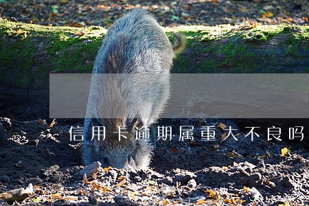 信用卡逾期属重大不良吗 信用卡逾期属重大不良吗