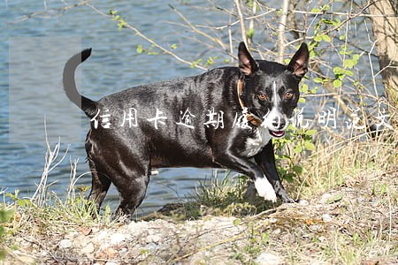 信用卡逾期履约说明范文