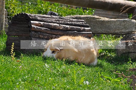信用卡逾期崔要还款怎么办呢