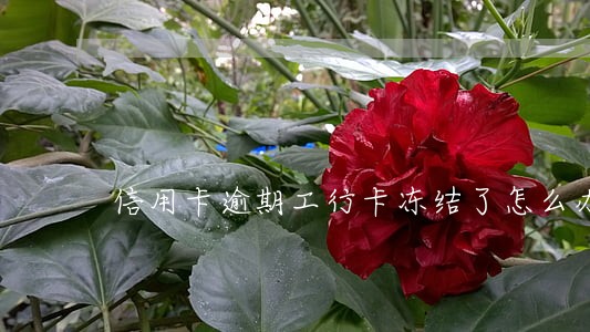信用卡逾期工行卡冻结了怎么办
