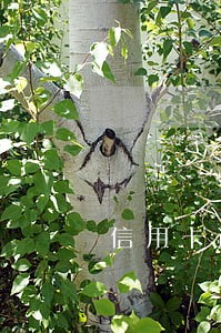 信用卡逾期工资卡用的一个卡 信用卡逾期工资卡用的一个卡