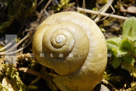 信用卡逾期已下律师函 信用卡逾期已下律师函