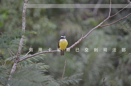 信用卡逾期已交到司法部无法偿还 信用卡逾期已交到司法部无法偿还