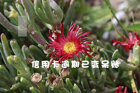 信用卡逾期已变呆账