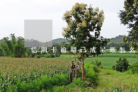 信用卡逾期已成呆账怎么解 信用卡逾期已成呆账怎么解