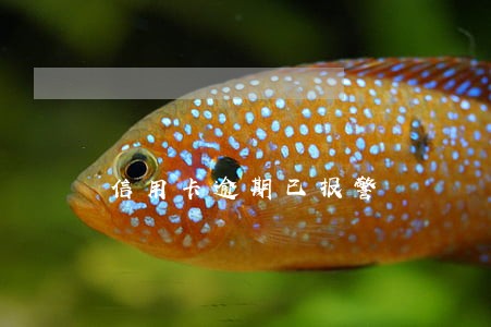 信用卡逾期已报警 信用卡逾期已报警