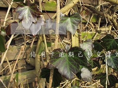 信用卡逾期已移交律师事务所 信用卡逾期已移交律师事务所