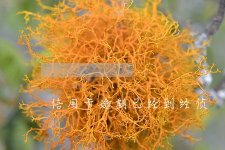 信用卡逾期已经到经侦