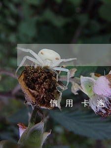 信用卡逾期已经协商还了部分 信用卡逾期已经协商还了部分