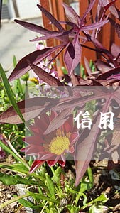 信用卡逾期已经无力偿还 信用卡逾期已经无力偿还