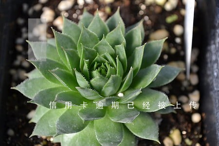 信用卡逾期已经被上传 信用卡逾期已经被上传