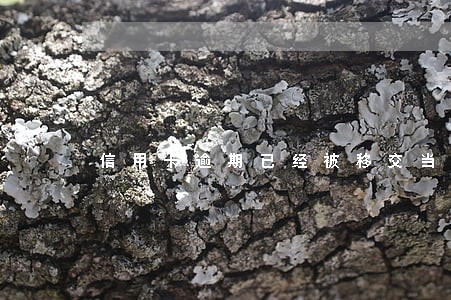 信用卡逾期已经被移交当地会怎样 信用卡逾期已经被移交当地会怎样