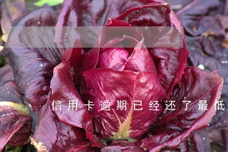 信用卡逾期已经还了最低