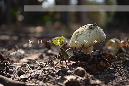 信用卡逾期已经还了被锁了 信用卡逾期已经还了被锁了