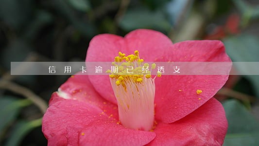 信用卡逾期已经透支 信用卡逾期已经透支