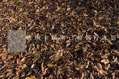 信用卡逾期已被银行冻结 信用卡逾期已被银行冻结