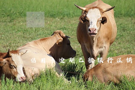 信用卡逾期已被银行注销 信用卡逾期已被银行注销