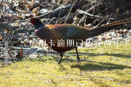 信用卡逾期已还完两年了 信用卡逾期已还完两年了