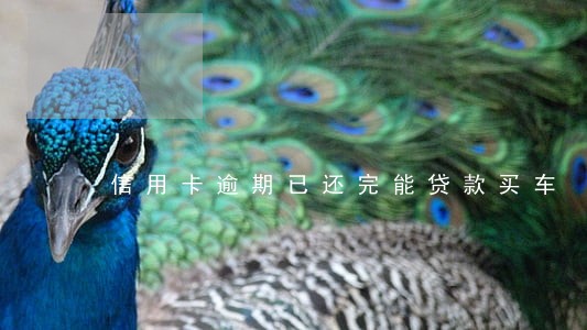 信用卡逾期已还完能贷款买车 信用卡逾期已还完能贷款买车